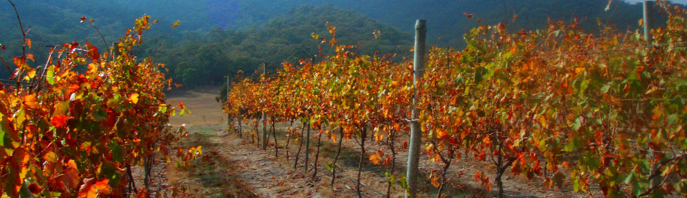 Wimmera Hills Winery 